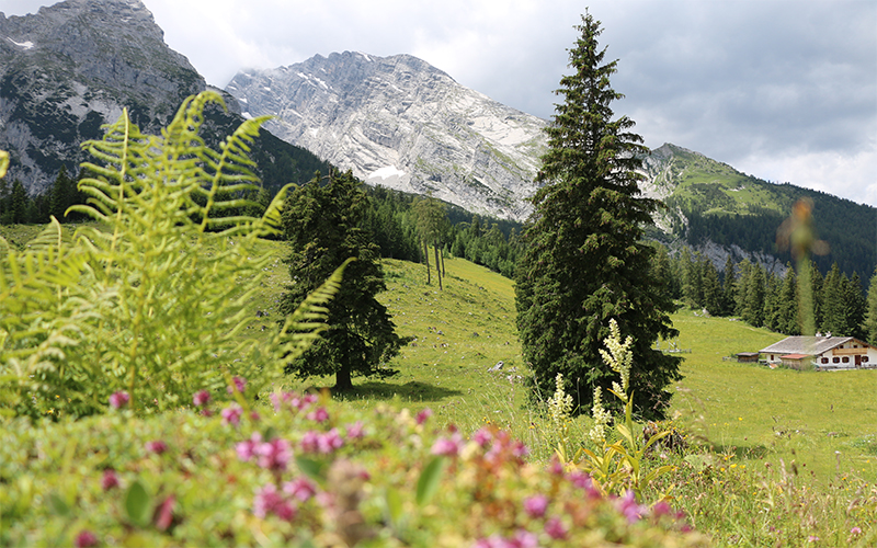 Ecology in Alpine Environments
