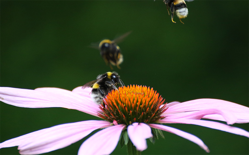 Biodiversity, Ecosystem Services and Conservation