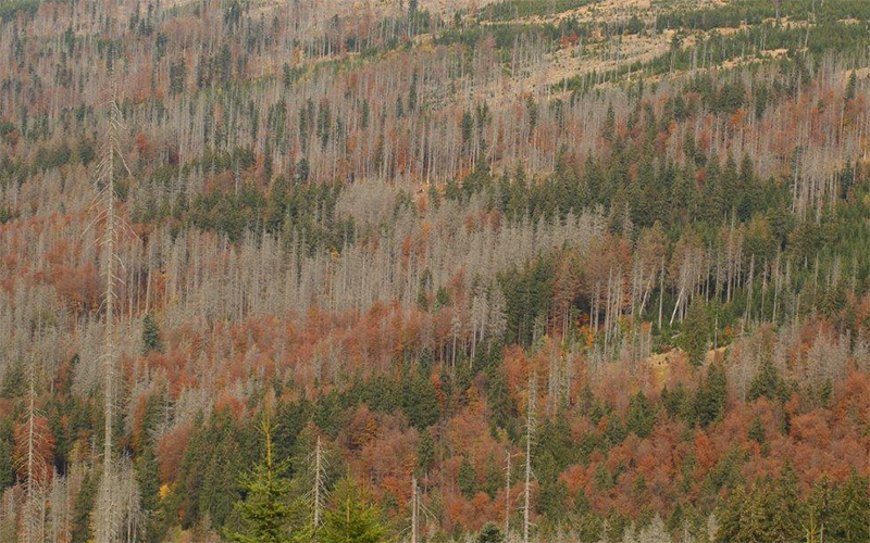 forest ecology