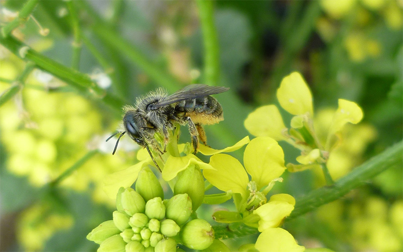 Ecology of Honey Bees and Wild Bees