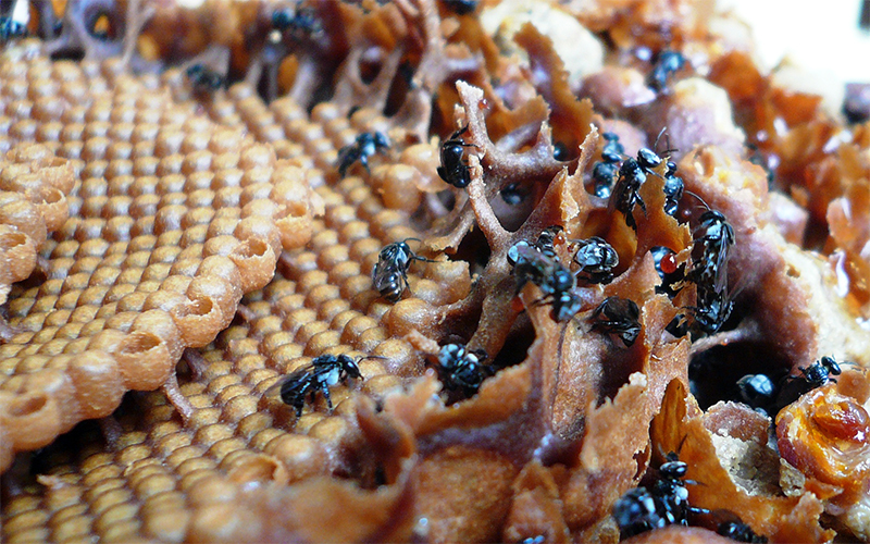 Insects in a changing environment