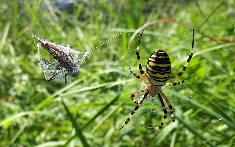 animal ecology