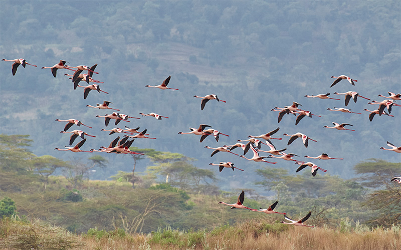 conservation biology