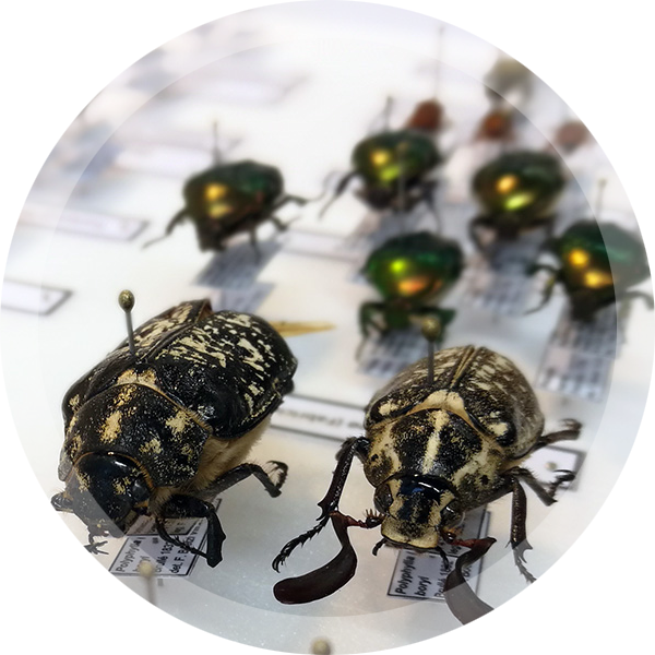 beetle samples