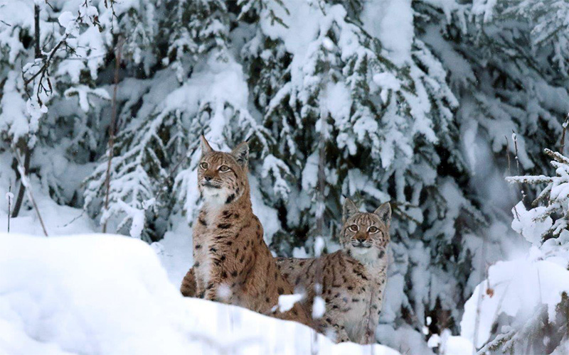 forest excursion, photo by Jörg Müller wild animal in snowy forest